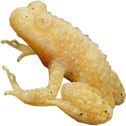 Albino Firebelly Toad